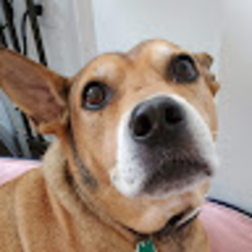 Meet your Posher, Peggy